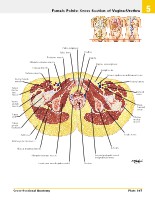 Frank H. Netter, MD - Atlas of Human Anatomy (6th ed ) 2014, page 440